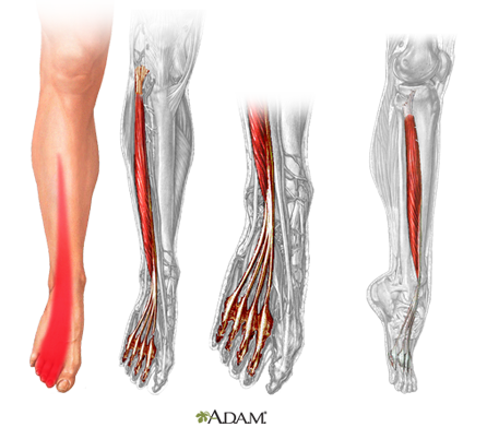  Extensor Digitorum Longus 