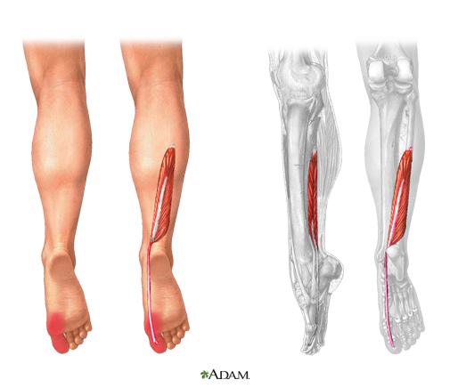  Flexor Hallucis Longus